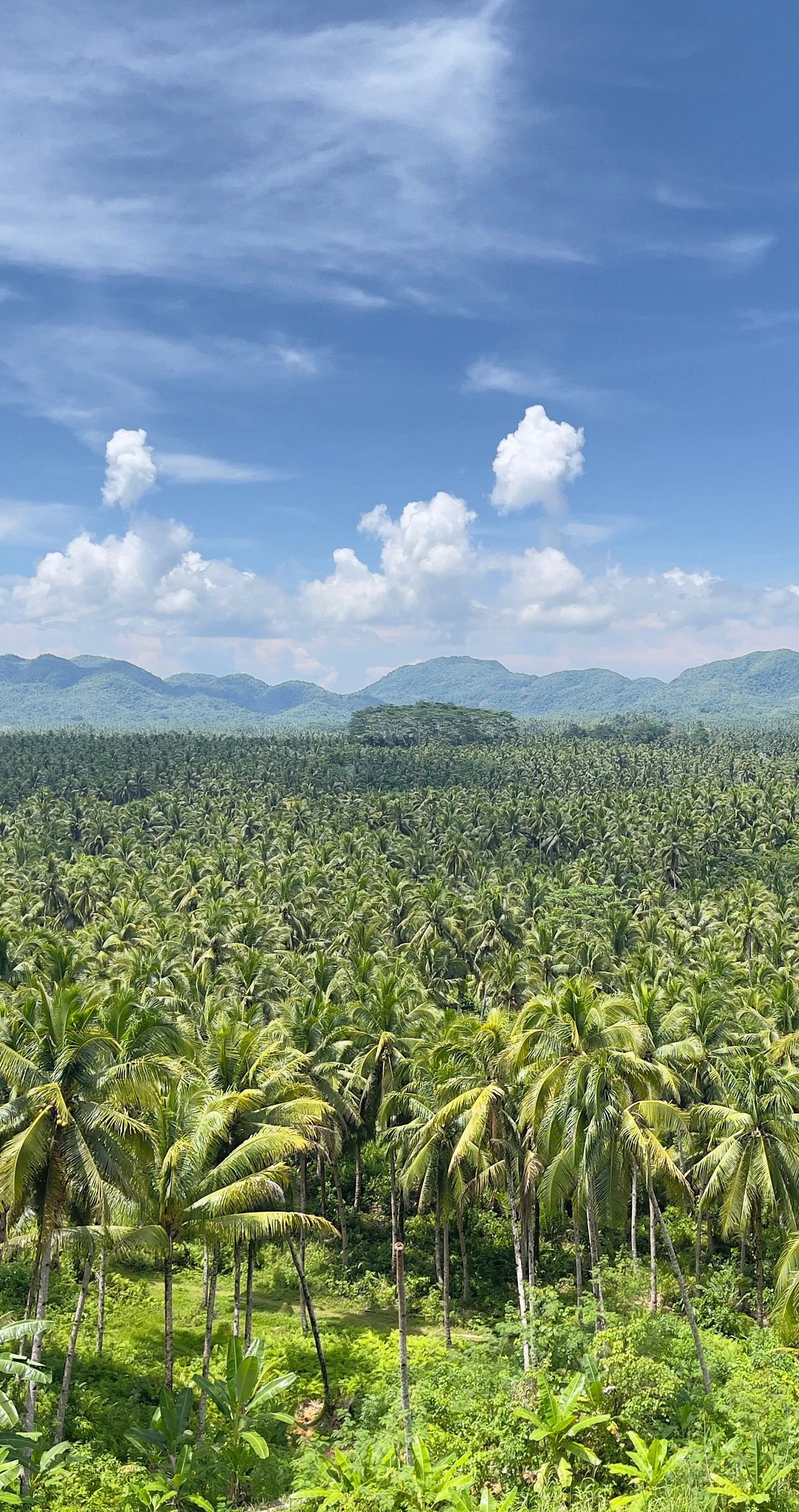 Coconut palms running to the hills of central Siargao