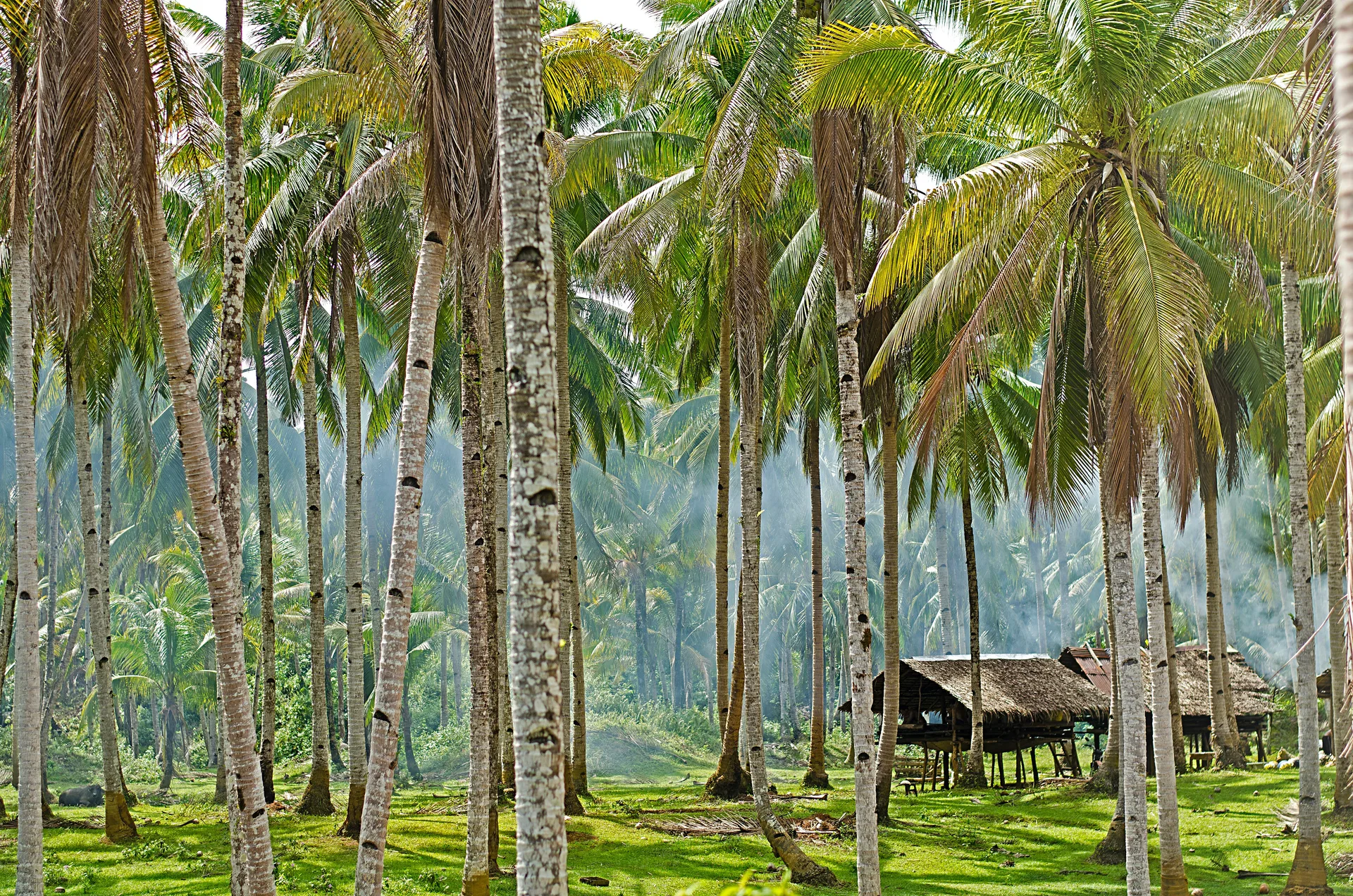 Light filtering through the coconut plantation