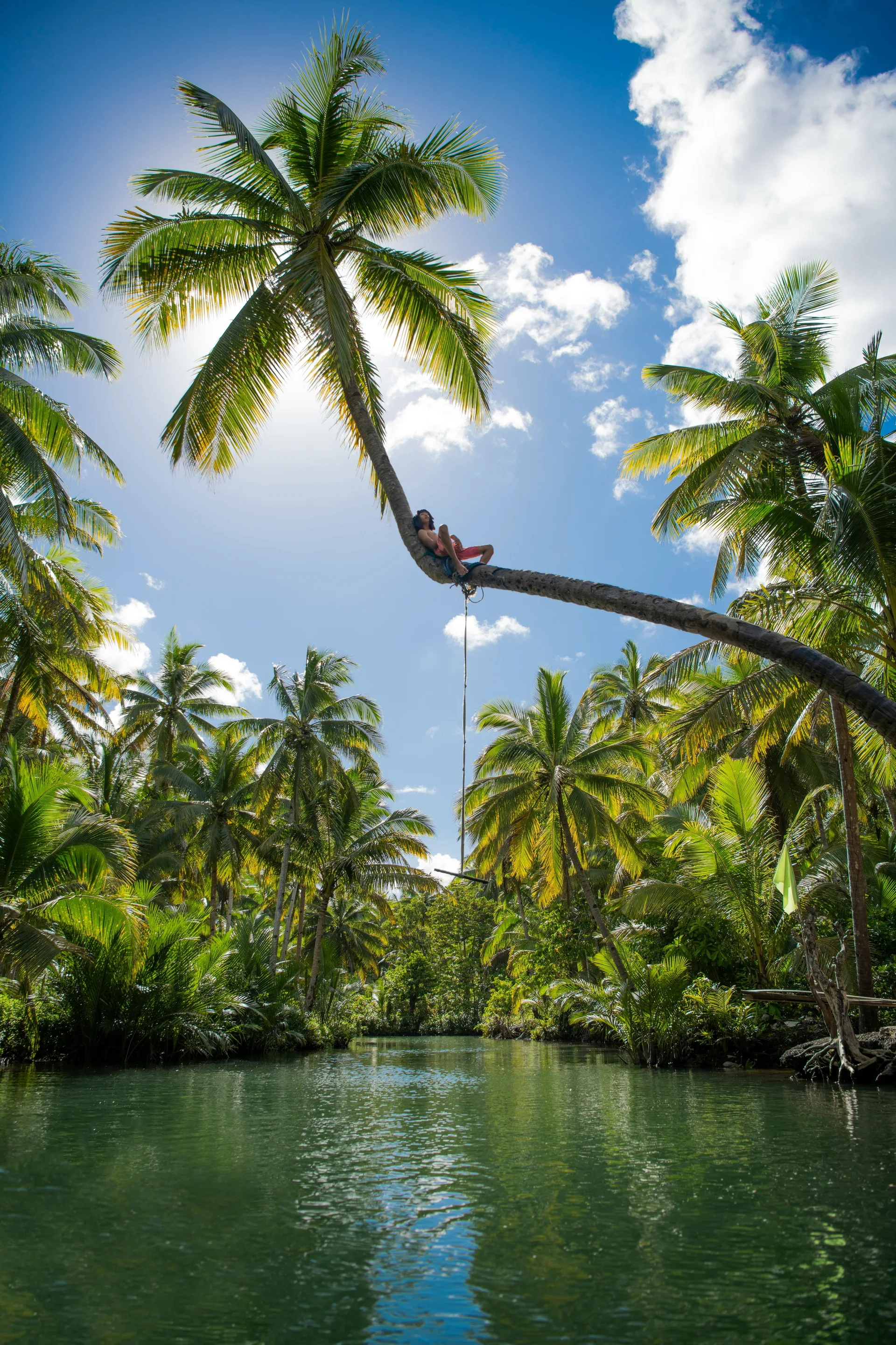A palm arching over the Maasin river rope swing